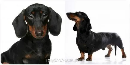 Cât de mulți trăiesc speranța de viață Dachshund, sănătate (Foto)