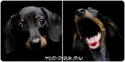 Cât de mulți trăiesc speranța de viață Dachshund, sănătate (Foto)