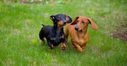 Câte dachshunds trăiesc o scurtă descriere a rasei