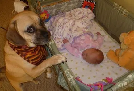 Kutya és gyerek - felkészülés a megjelenése a baba