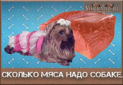 Колко месо на ден на кучето, какво куче месо