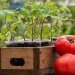 soiuri de tomate pentru regiunea Leningrad pentru sere revizuire și caracterizarea