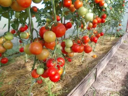 soiuri de tomate pentru regiunea Leningrad pentru sere revizuire și caracterizarea