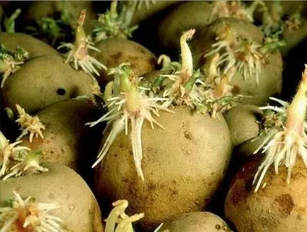 видове картофи за северозападния регион, включително региона Ленинград