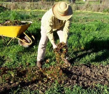 видове картофи за северозападния регион, включително региона Ленинград