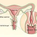 Srednebolgarskie очи