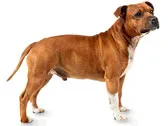 Staffordshire Bull Terrier