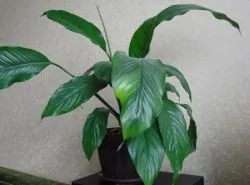 Spathiphyllum acasă de ce nu înfloresc, dar produce numai frunze care face pentru a