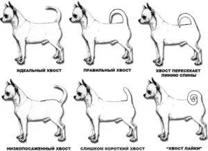 Chihuahua Standard! Descriere și defecte!