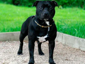 Staffordshire Bull Terrier