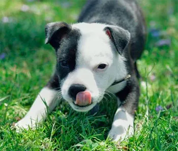 Staffordshire Bull Terrier