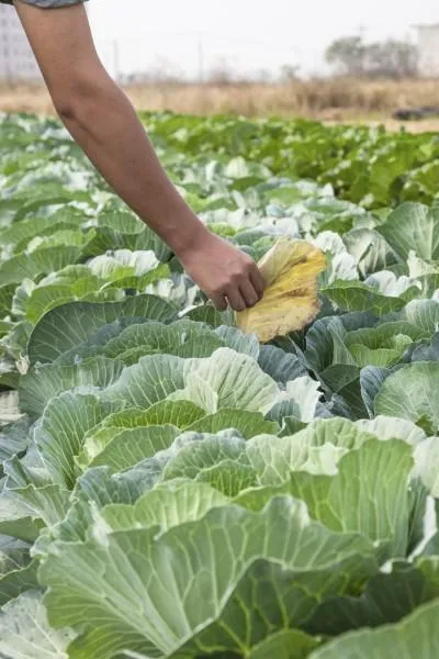 Mijloace de dăunători varză