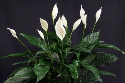 Spathiphyllum acasă de ce nu înfloresc, dar produce numai frunze care face pentru a