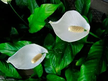 Spathiphyllum у дома защо не цъфти, но само произвежда листа, които направи, за да