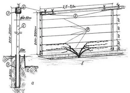 Szőlő rácsos oszlopok típusai és eszköz