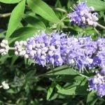 K. prostrata extract de Vitex ordinară fructe sacru, proprietăți medicinale de plante, tinctura