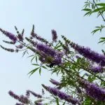 K. prostrata extract de Vitex ordinară fructe sacru, proprietăți medicinale de plante, tinctura