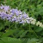 K. prostrata extract de Vitex ordinară fructe sacru, proprietăți medicinale de plante, tinctura