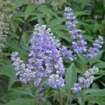 K. prostrata extract de Vitex ordinară fructe sacru, proprietăți medicinale de plante, tinctura