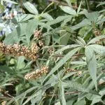 K. prostrata extract de Vitex ordinară fructe sacru, proprietăți medicinale de plante, tinctura