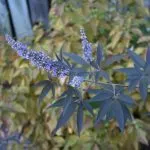 K. prostrata extract de Vitex ordinară fructe sacru, proprietăți medicinale de plante, tinctura