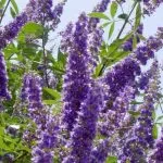 K. prostrata extract de Vitex ordinară fructe sacru, proprietăți medicinale de plante, tinctura