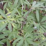 K. prostrata extract de Vitex ordinară fructe sacru, proprietăți medicinale de plante, tinctura