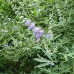 K. prostrata extract de Vitex ordinară fructe sacru, proprietăți medicinale de plante, tinctura