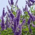 K. prostrata extract de Vitex ordinară fructe sacru, proprietăți medicinale de plante, tinctura