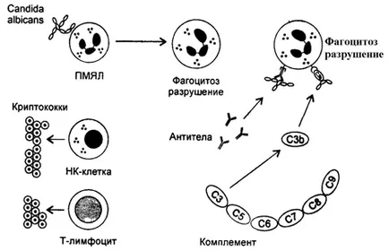 Gombaellenes immunitás (folytatás) immuninfo