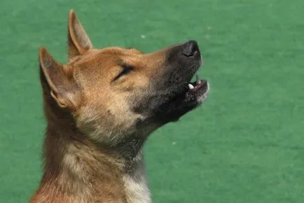 Vannak kutyák, amelyek fára mászni, mint egy macska kanyar vissza, sőt, „énekelni” - faktrum