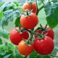 Tomate lung portar (deținător lung - descrierea tomate, agricultură, comentarii, fotografii)