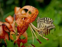 Tiger Lily fotografie, grup de grad, caracteristică decor de grădină, video