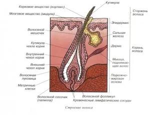 stiluri de păr, structura și structura lor - 101 salon de coafura