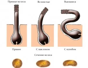 stiluri de păr, structura și structura lor - 101 salon de coafura