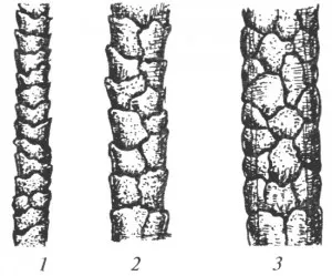 stiluri de păr, structura și structura lor - 101 salon de coafura