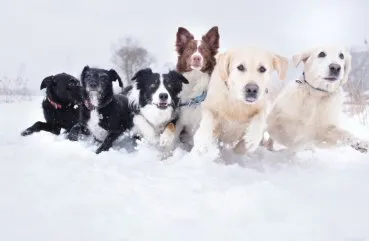 Top 10 rase de caini cele mai populare, adunate din întreaga lume de fotografii și videoclipuri