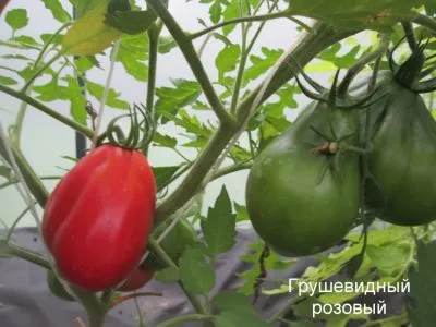 Tomate, în formă de pară roz descriere a soiului, caracteristici și recenzii