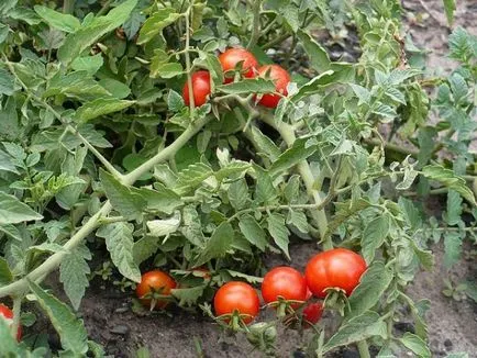 Tomate - descrierea efemeră a soiului și fotografii, rezistența la boli