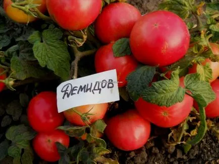 Tomate - caracterizarea si descrierea soiului Demidov, roșii fotografie