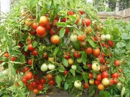 plantare mascota de tomate și de îngrijire