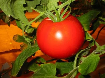 Tomate „Demidov“ descriere si caracterizare, de reproducere, fotografii