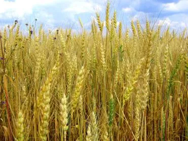 Triticale - Oameni blogger