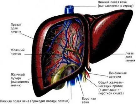 Plante medicinale pentru ficat, de tratament, de purificare, rețete de ceai - viața mea