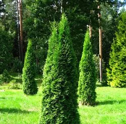 plantare smarald Thuja occidentalis și îngrijire, fotografie în design peisagistic