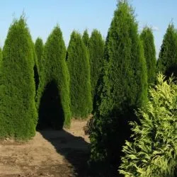 Thuja occidentalis smaragd ültetés és gondozás, fotó kerttervezés