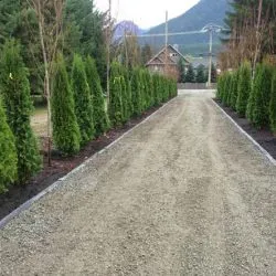 Thuja occidentalis smaragd ültetés és gondozás, fotó kerttervezés