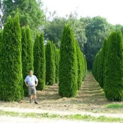 plantare smarald Thuja occidentalis și îngrijire, fotografie în design peisagistic