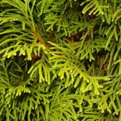 Thuja occidentalis smaragd ültetés és gondozás, fotó kerttervezés