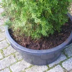 Thuja occidentalis smaragd ültetés és gondozás, fotó kerttervezés